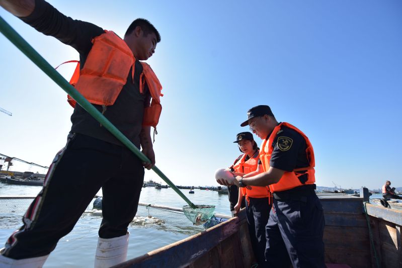 煙臺(tái)河鲀“游”向海外（圖）