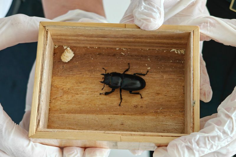 煙臺海關(guān)查獲“異寵”泰坦扁鍬甲（圖）