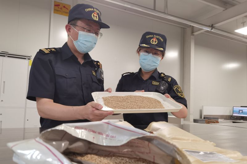 全球最大汽車滾裝船“安吉安盛”輪在煙臺(tái)裝船發(fā)運(yùn)（圖）