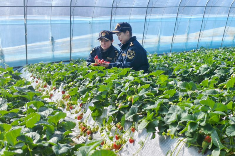 黃島海關(guān)查獲不合格出口危險(xiǎn)品22.1噸（圖）